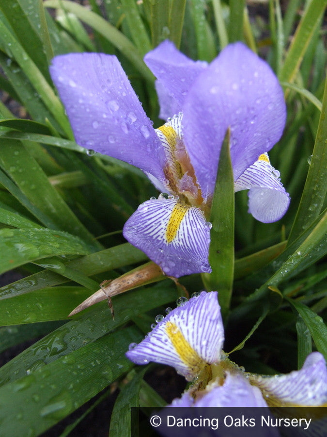 Perennials ~ Iris lazica, Lazistan Iris ~ Dancing Oaks Nursery and Gardens ~ Retail Nursery ~ Mail Order Nursery