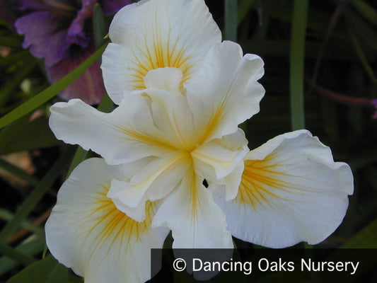 Perennials ~ Iris Pacific Coast Hybrid 'Canyon Snow', Pacific Coast Iris Hybrid ~ Dancing Oaks Nursery and Gardens ~ Retail Nursery ~ Mail Order Nursery