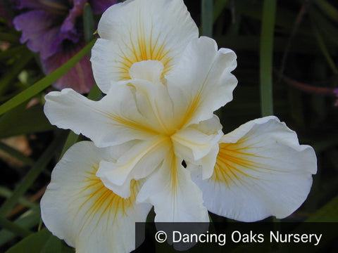 Perennials ~ Iris Pacific Coast Hybrid 'Canyon Snow', Pacific Coast Iris Hybrid ~ Dancing Oaks Nursery and Gardens ~ Retail Nursery ~ Mail Order Nursery