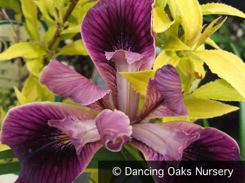 Perennials ~ Iris PC Hybrid 'Native Warrior', Pacific Coast Iris Hybrid ~ Dancing Oaks Nursery and Gardens ~ Retail Nursery ~ Mail Order Nursery
