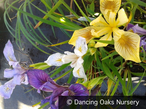 Perennials ~ Iris PC Hybrid, Pacific Coast Native Iris Hybrids ~ Dancing Oaks Nursery and Gardens ~ Retail Nursery ~ Mail Order Nursery