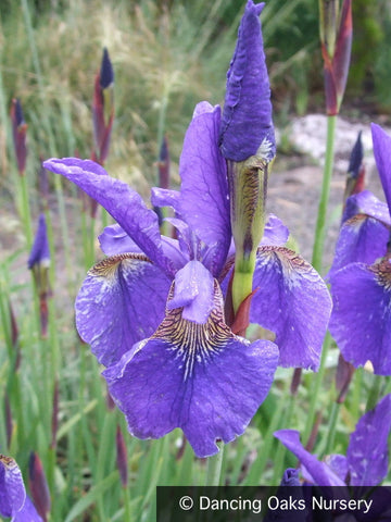 Perennials ~ Iris sibirica 'Caesar's Brother', Siberian Iris ~ Dancing Oaks Nursery and Gardens ~ Retail Nursery ~ Mail Order Nursery