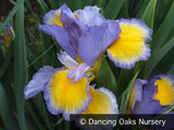 Perennials ~ Iris spuria 'Missouri River', Spuria Iris ~ Dancing Oaks Nursery and Gardens ~ Retail Nursery ~ Mail Order Nursery