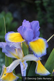 Perennials ~ Iris spuria 'Missouri River', Spuria Iris ~ Dancing Oaks Nursery and Gardens ~ Retail Nursery ~ Mail Order Nursery