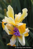 Perennials ~ Iris spuria 'Struttin', Spuria Iris ~ Dancing Oaks Nursery and Gardens ~ Retail Nursery ~ Mail Order Nursery