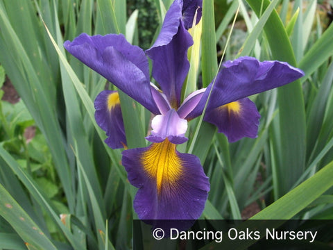 Perennials ~ Iris spuria 'Vintage Year', Spuria Iris ~ Dancing Oaks Nursery and Gardens ~ Retail Nursery ~ Mail Order Nursery