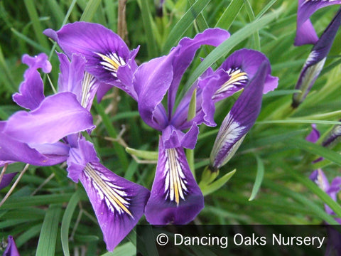 Perennials ~ Iris tenax, Native Iris ~ Dancing Oaks Nursery and Gardens ~ Retail Nursery ~ Mail Order Nursery