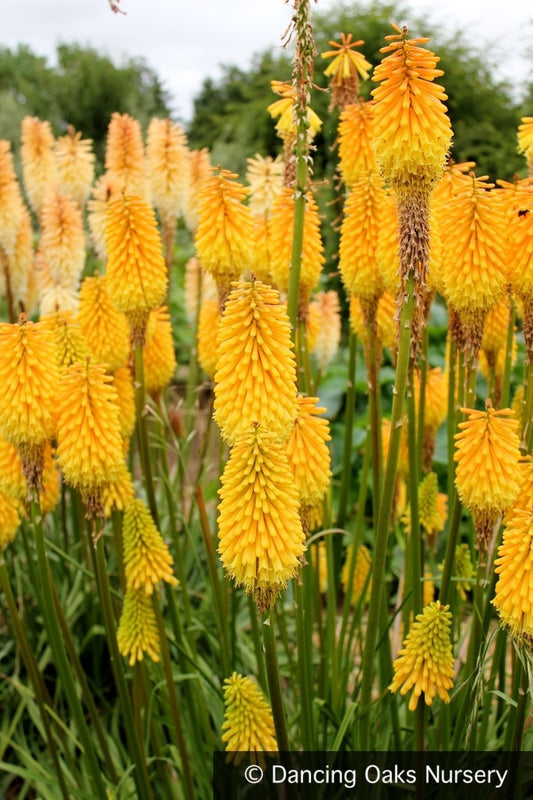 Perennials ~ Kniphofia 'Knicky', Torch Lily ~ Dancing Oaks Nursery and Gardens ~ Retail Nursery ~ Mail Order Nursery