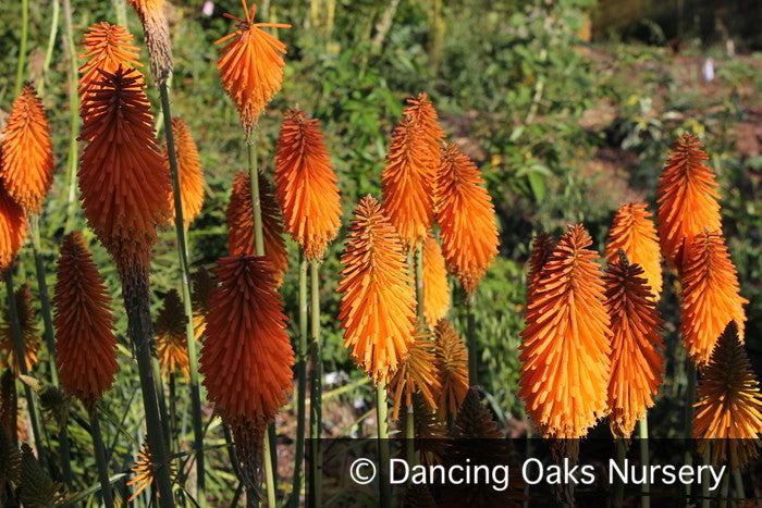 Perennials ~ Kniphofia 'Pumpkin Bodacious', Torch Lily ~ Dancing Oaks Nursery and Gardens ~ Retail Nursery ~ Mail Order Nursery