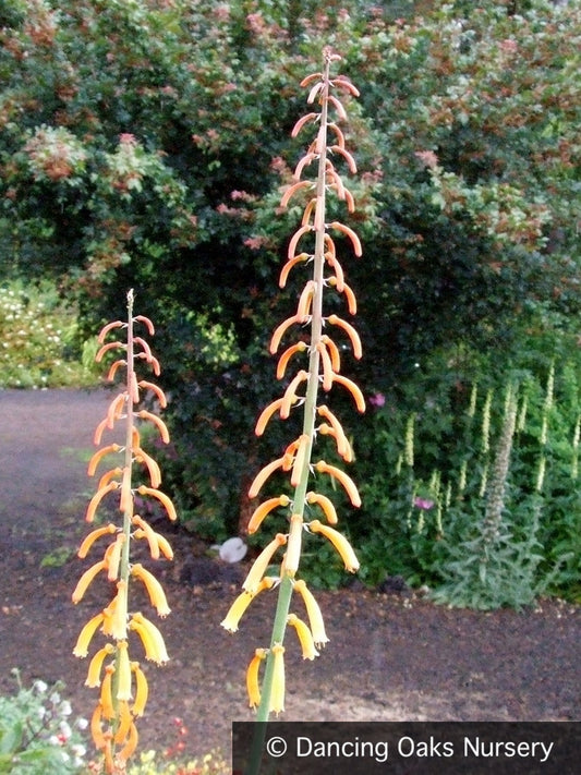 Perennials ~ Kniphofia thomsonii ~ Dancing Oaks Nursery and Gardens ~ Retail Nursery ~ Mail Order Nursery