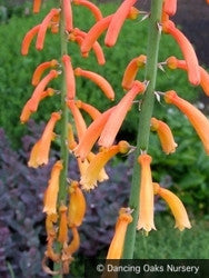 Perennials ~ Kniphofia thomsonii ~ Dancing Oaks Nursery and Gardens ~ Retail Nursery ~ Mail Order Nursery