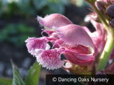 Perennials ~ Lamium orvale, Dead Nettle ~ Dancing Oaks Nursery and Gardens ~ Retail Nursery ~ Mail Order Nursery