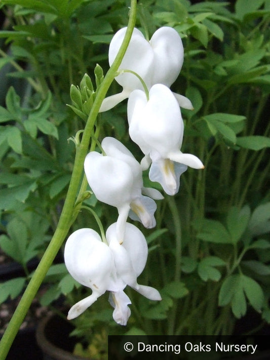 Perennials ~ Lamprocapnos (syn. Dicentra) spectabilis 'Alba', Bleeding Heart ~ Dancing Oaks Nursery and Gardens ~ Retail Nursery ~ Mail Order Nursery