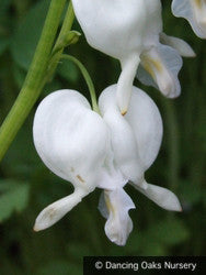 Perennials ~ Lamprocapnos (syn. Dicentra) spectabilis 'Alba', Bleeding Heart ~ Dancing Oaks Nursery and Gardens ~ Retail Nursery ~ Mail Order Nursery