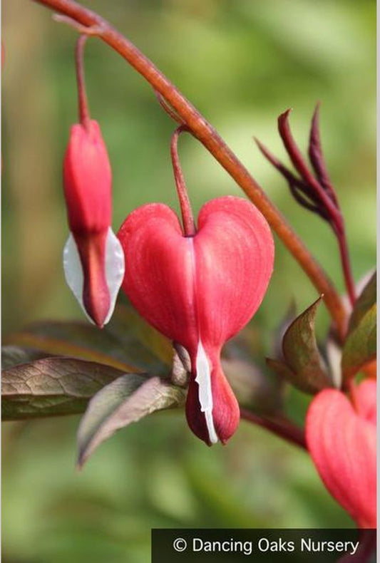 Perennials ~ Lamprocapnos (syn. Dicentra ) spectabilis 'Valentine' PPAF, Valentine Bleeding Heart ~ Dancing Oaks Nursery and Gardens ~ Retail Nursery ~ Mail Order Nursery