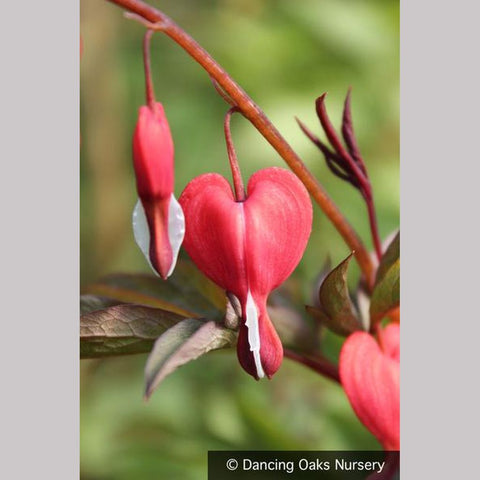 Perennials ~ Lamprocapnos (syn. Dicentra ) spectabilis 'Valentine' PPAF, Valentine Bleeding Heart ~ Dancing Oaks Nursery and Gardens ~ Retail Nursery ~ Mail Order Nursery