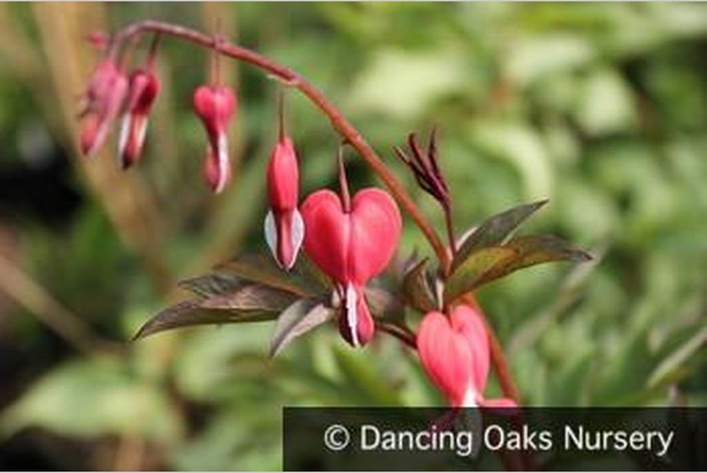 Perennials ~ Lamprocapnos (syn. Dicentra ) spectabilis 'Valentine' PPAF, Valentine Bleeding Heart ~ Dancing Oaks Nursery and Gardens ~ Retail Nursery ~ Mail Order Nursery