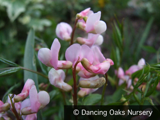 Perennials ~ Lathyrus vernus f. rosea, Spring Vetchling ~ Dancing Oaks Nursery and Gardens ~ Retail Nursery ~ Mail Order Nursery