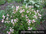 Perennials ~ Lathyrus vernus f. rosea, Spring Vetchling ~ Dancing Oaks Nursery and Gardens ~ Retail Nursery ~ Mail Order Nursery