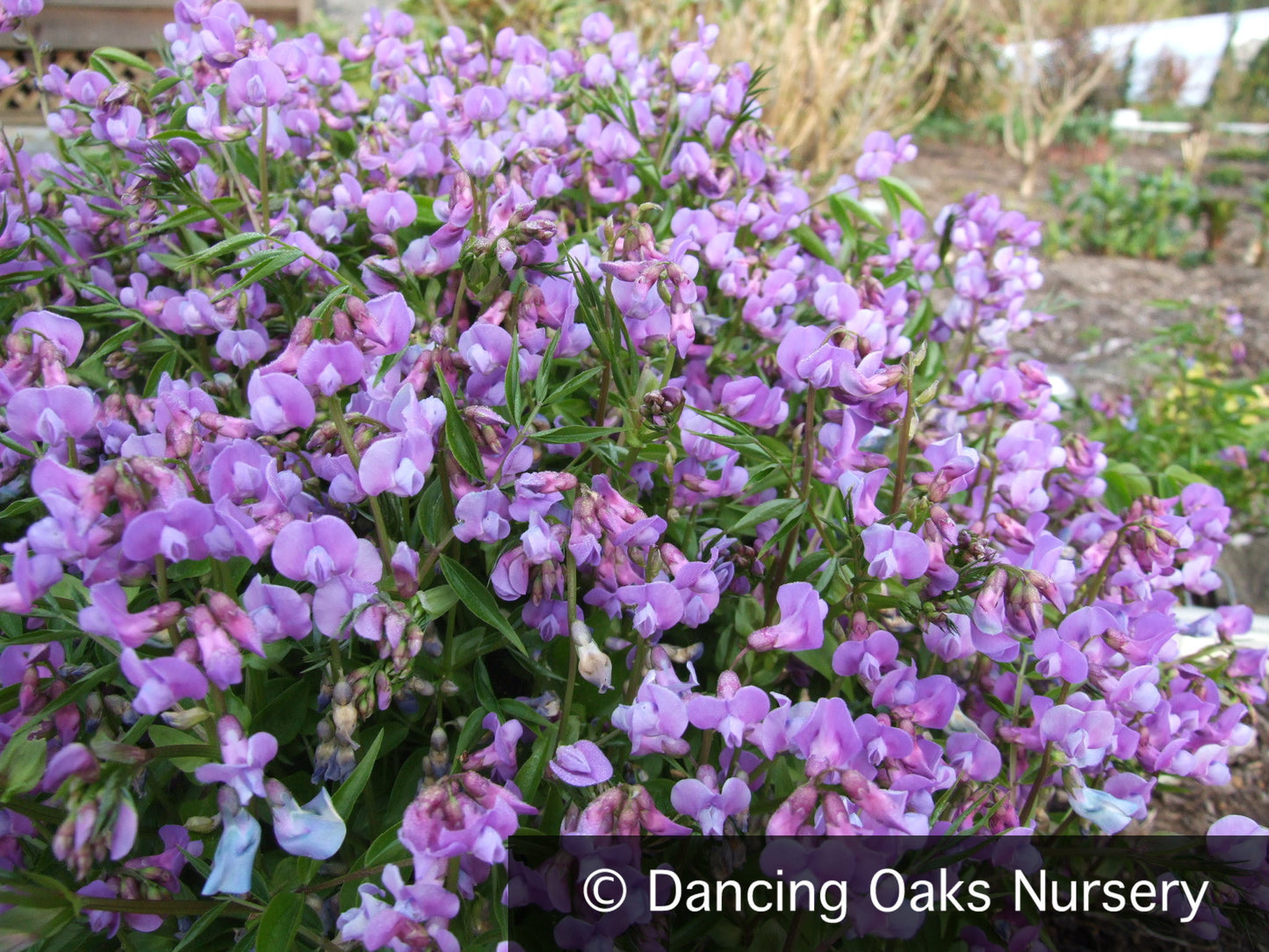 Perennials ~ Lathyrus vernus, Spring Vetchling ~ Dancing Oaks Nursery and Gardens ~ Retail Nursery ~ Mail Order Nursery