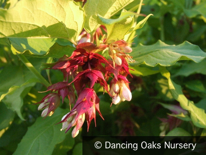 Perennials ~ Leycesteria formosa Golden Seedling, Himalayan Honeysuckle ~ Dancing Oaks Nursery and Gardens ~ Retail Nursery ~ Mail Order Nursery