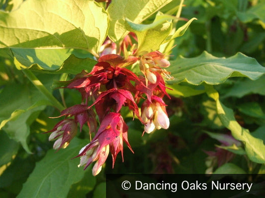 Perennials ~ Leycesteria formosa Golden Seedling, Himalayan Honeysuckle ~ Dancing Oaks Nursery and Gardens ~ Retail Nursery ~ Mail Order Nursery