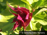 Perennials ~ Leycesteria formosa Golden Seedling, Himalayan Honeysuckle ~ Dancing Oaks Nursery and Gardens ~ Retail Nursery ~ Mail Order Nursery