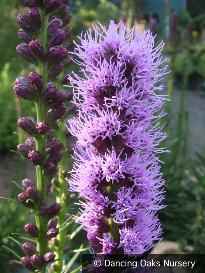 Perennials ~ Liatris spicata 'Kobold', Gayfeather ~ Dancing Oaks Nursery and Gardens ~ Retail Nursery ~ Mail Order Nursery