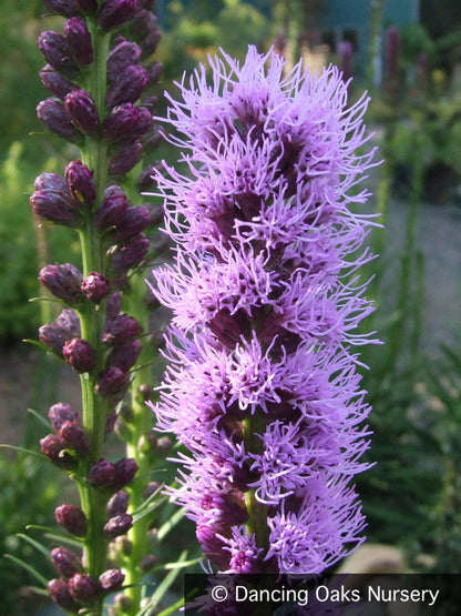 Perennials ~ Liatris spicata 'Kobold', Gayfeather ~ Dancing Oaks Nursery and Gardens ~ Retail Nursery ~ Mail Order Nursery
