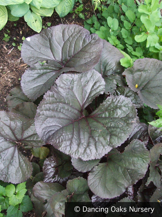 Perennials ~ Ligularia 'Britt Marie Crawford' PPAF, Golden Ray ~ Dancing Oaks Nursery and Gardens ~ Retail Nursery ~ Mail Order Nursery