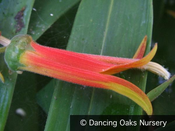 Perennials ~ Lobelia longiflora 'Candy Corn', Cardinal Flower ~ Dancing Oaks Nursery and Gardens ~ Retail Nursery ~ Mail Order Nursery