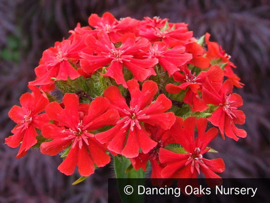 Perennials ~ Lychnis chalcedonica, Maltese Cross ~ Dancing Oaks Nursery and Gardens ~ Retail Nursery ~ Mail Order Nursery