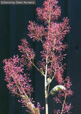 Perennials ~ Macleaya microcarpa 'Summer Haze', Summer Haze Plume Poppy ~ Dancing Oaks Nursery and Gardens ~ Retail Nursery ~ Mail Order Nursery