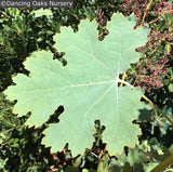 Perennials ~ Macleaya microcarpa 'Summer Haze', Summer Haze Plume Poppy ~ Dancing Oaks Nursery and Gardens ~ Retail Nursery ~ Mail Order Nursery