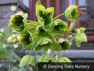 Perennials ~ Mathiasella bupleuroides ~ Dancing Oaks Nursery and Gardens ~ Retail Nursery ~ Mail Order Nursery