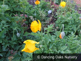 Perennials ~ Papaver cambricum (syn. Meconopsis cambrica) -- Yellow, Welsh Poppy ~ Dancing Oaks Nursery and Gardens ~ Retail Nursery ~ Mail Order Nursery