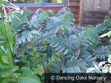 Perennials ~ Melianthus major 'Antonow's Blue', Honeybush ~ Dancing Oaks Nursery and Gardens ~ Retail Nursery ~ Mail Order Nursery