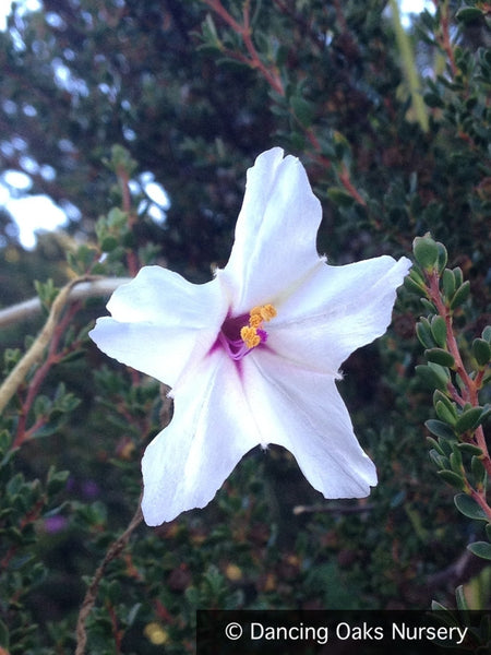 Mirabilis longiflora, Sweet Four O'Clock – Dancing Oaks Nursery