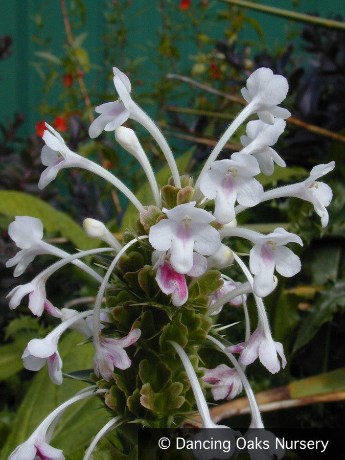 Perennials ~ Morina longiflora, Himalayan Whorl Flower ~ Dancing Oaks Nursery and Gardens ~ Retail Nursery ~ Mail Order Nursery