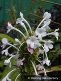 Perennials ~ Morina longiflora, Himalayan Whorl Flower ~ Dancing Oaks Nursery and Gardens ~ Retail Nursery ~ Mail Order Nursery