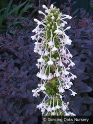 Perennials ~ Morina longiflora, Himalayan Whorl Flower ~ Dancing Oaks Nursery and Gardens ~ Retail Nursery ~ Mail Order Nursery