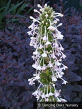 Perennials ~ Morina longiflora, Himalayan Whorl Flower ~ Dancing Oaks Nursery and Gardens ~ Retail Nursery ~ Mail Order Nursery