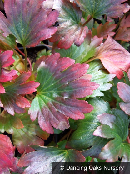 Perennials ~ Mukdenia rossii 'Karasuba', Crimson Fans ~ Dancing Oaks Nursery and Gardens ~ Retail Nursery ~ Mail Order Nursery