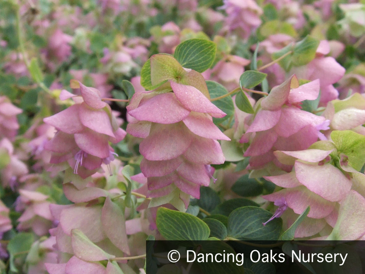 Perennials ~ Origanum 'Kent Beauty', Ornamental Oregano ~ Dancing Oaks Nursery and Gardens ~ Retail Nursery ~ Mail Order Nursery