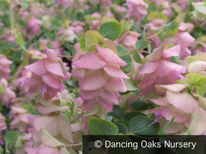 Perennials ~ Origanum 'Kent Beauty', Ornamental Oregano ~ Dancing Oaks Nursery and Gardens ~ Retail Nursery ~ Mail Order Nursery