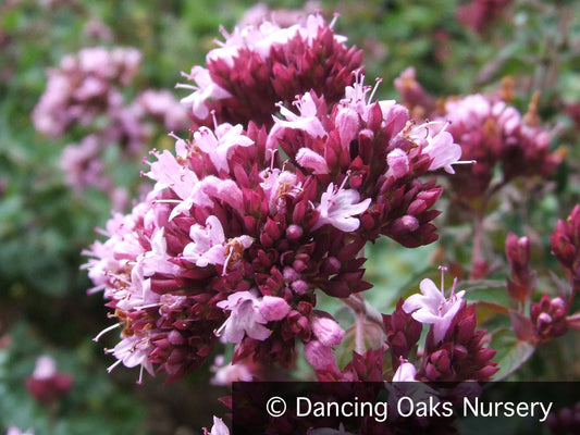 Perennials ~ Origanum laevigatum 'Herrenhausen', Ornamental Oregano ~ Dancing Oaks Nursery and Gardens ~ Retail Nursery ~ Mail Order Nursery