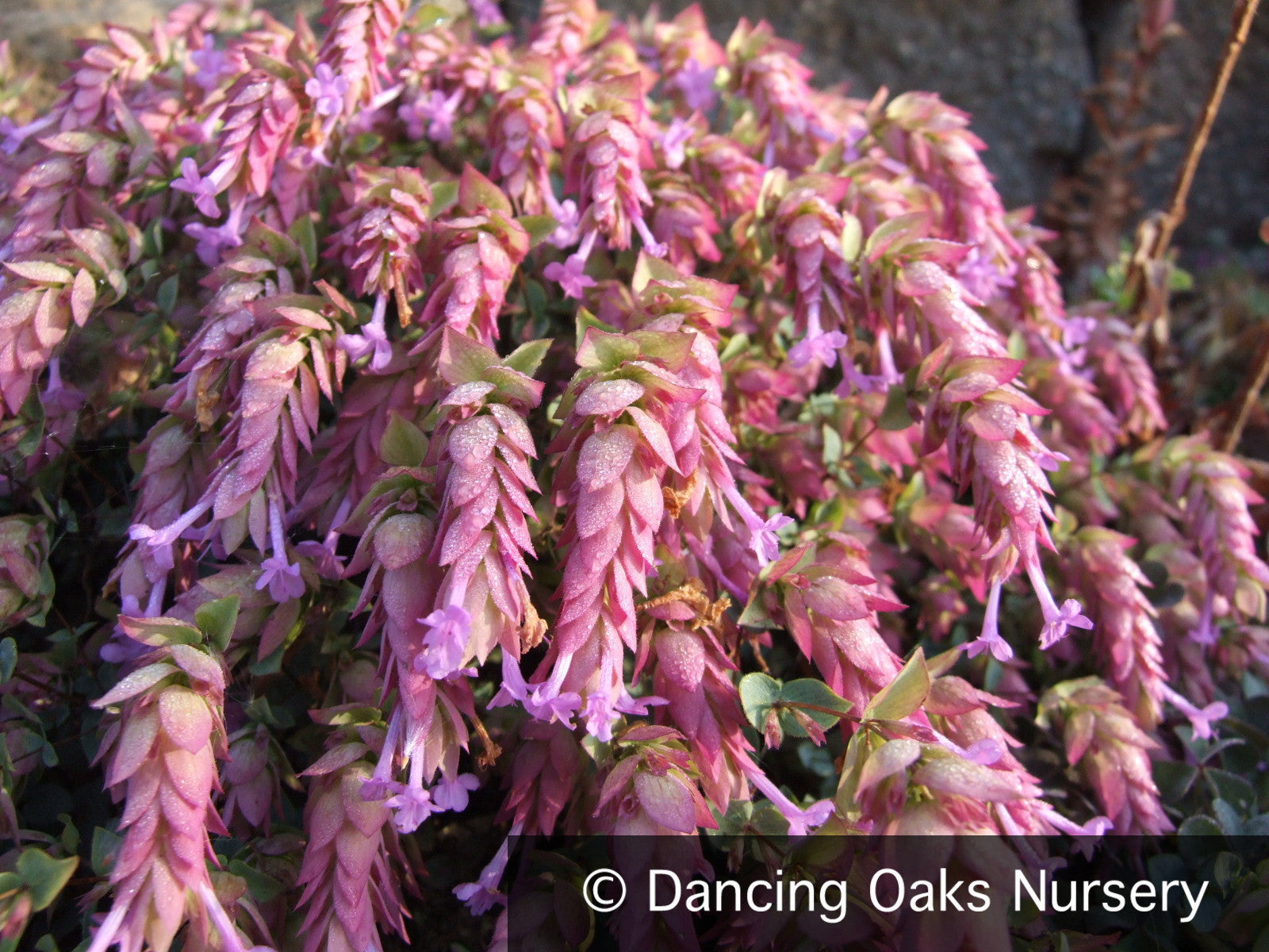 Perennials ~ Origanum x suendermanii, Ornamental Oregano ~ Dancing Oaks Nursery and Gardens ~ Retail Nursery ~ Mail Order Nursery