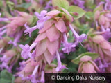 Perennials ~ Origanum x suendermanii, Ornamental Oregano ~ Dancing Oaks Nursery and Gardens ~ Retail Nursery ~ Mail Order Nursery