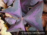 Perennials ~ Oxalis regnellii var triangularis, Purple Shamrock ~ Dancing Oaks Nursery and Gardens ~ Retail Nursery ~ Mail Order Nursery