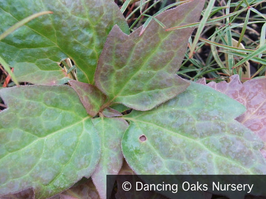 Perennials ~ Pachysandra procumbens, Allegheny Spurge ~ Dancing Oaks Nursery and Gardens ~ Retail Nursery ~ Mail Order Nursery